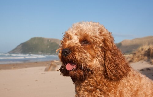 Millainen koira on cavapoo?