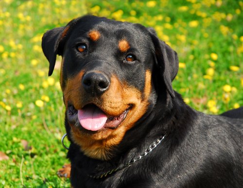 Rottweiler on ystävällinen ja kuuliainen lemmikki