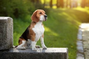 Beagle on aktiivinen ja ystävällinen metsästyskoira