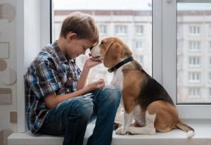 Beagle on älykäs ja herkkä koira