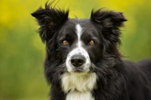Bordercollie on älykäs ja energinen paimenkoira