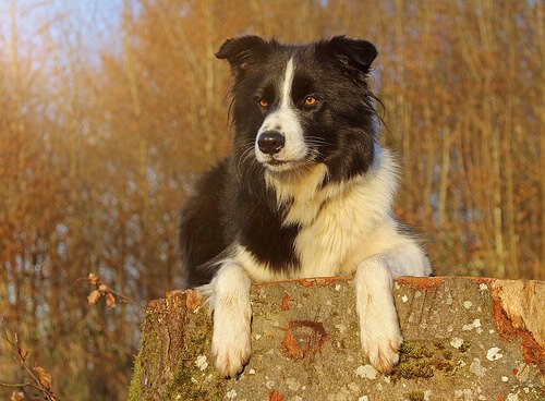 Bordercollie on älykäs paimenkoira