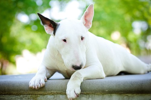 Bullterrieri on vankkarakenteinen persoonallisen näköinen koira