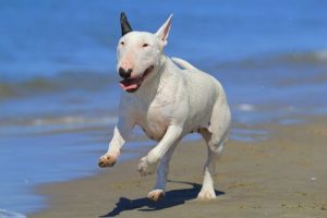 Bullterrieri on vankkarakenteinen ja persoonallisen näköinen koira