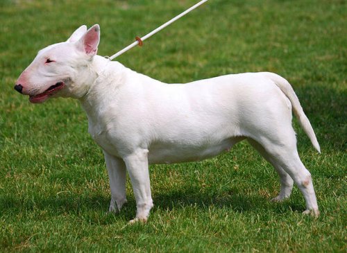 Bullterrieri on vankkarakenteinen persoonallisen näköinen koira
