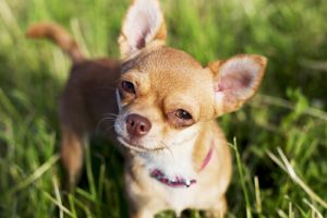 Aggressiivisimmat koirarodut: Chihuahua on amerikanpitbullterrieria aggressiivisempi rotu
