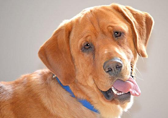 Eastwood on eläinsuojan viimeinen