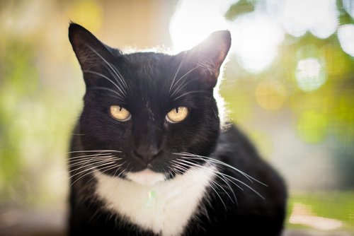 Tavallisimmat kissan ilmeet ja niiden syyt