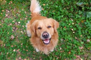 Koirat ilmaisevat itseään elein ja ilmein