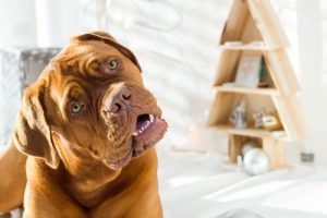 Miksi koira kallistaa päätään, kun puhut sille?