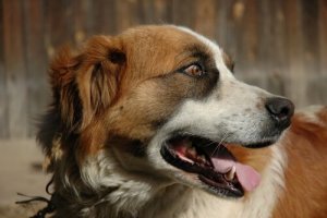 Miksi koira yökkäilee ja mitä vaivalle voidaan tehdä?