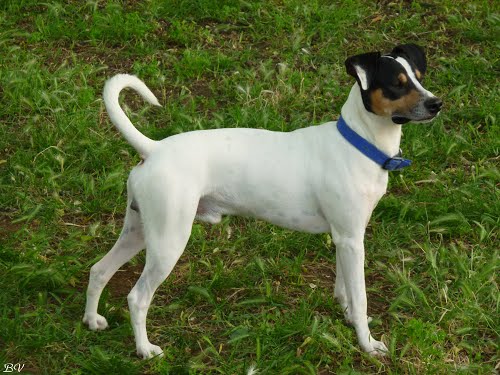 Koiran hännän typistäminen on nyt laitonta myös Espanjassa