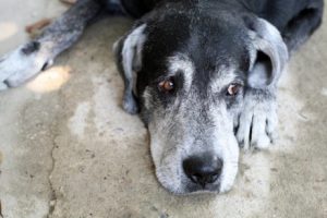 Kuinka pitkään koira elää?