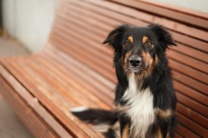 Onko lemmikin leikkauttaminen hyödyllistä?