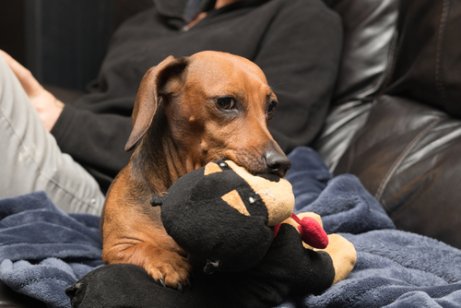 Miksi koira on mustasukkainen omistajastaan?