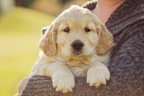Älä koskaan pakota koiraa kävelemään takajaloillaan