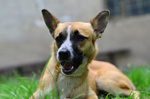 Miksi koirat syövät ruohoa?