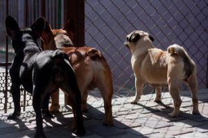 Taiwan kieltää koiran- ja kissanlihan syömisen