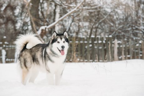 Siperianhuskyn ja alaskanmalamuutin tärkeimmät erot
