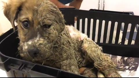 Liimalla valeltu ja kuolemaan jätetty koira pelastui