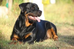 Rottweiler on ystävällinen ja kuuliainen lemmikki