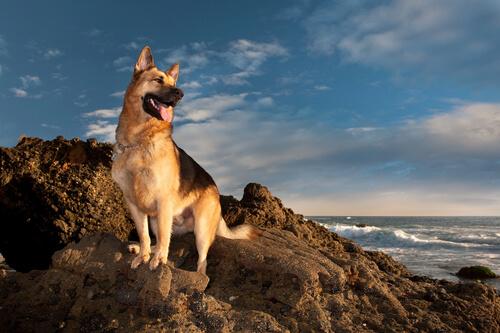 Saksanpaimenkoira on vaikuttava eläin
