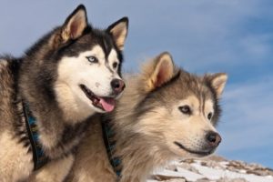Siperianhuskyn ja alaskanmalamuutin tärkeimmät erot