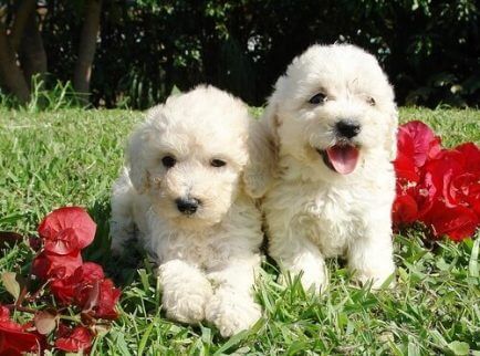 Mitä ovat vesikoirat ja mitä rotuja niihin kuuluu?