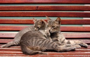 Milloin lemmikki kannattaa leikkauttaa?