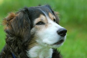 Kuinka koira pelastetaan tukehtumiselta?