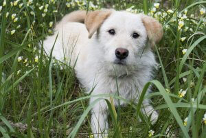 Mikä on koiran vilkkuluomi ja mikä sen tarkoitus on?