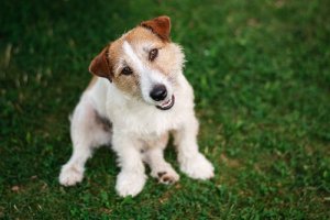 Koira ymmärtää omistajansa käytöstä