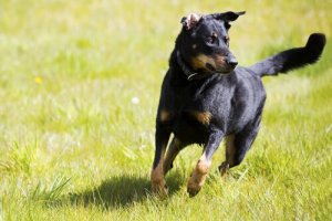 Koiran kouluttaminen itsenäiseksi