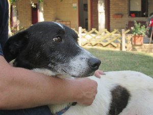 Kannattaako omistajan valita lemmikille kummi?