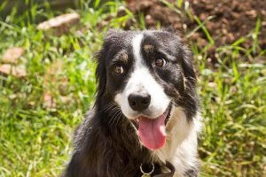 Miksi koira työntää päätään lattiaa tai seinää vasten?