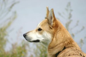 Näin estät koiraa puremasta