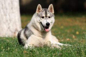 Onko koiralla tunneälyä?