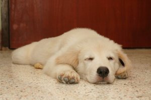 Näkeekö koira unia samalla tavalla kuin ihminen?