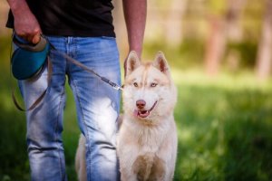 Kuinka varmistat olevasi hyvä koiranomistaja?