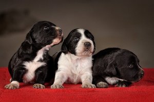 Koiranpennun koulutus: Milloin ja miten pennun kouluttaminen kannattaa aloittaa?