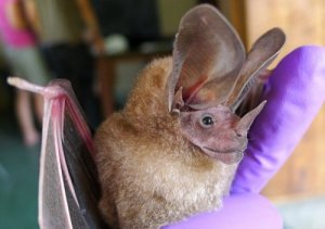 Erikoisimman näköiset eläimet