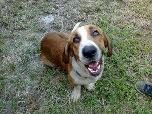 Omistajaansa vihaavat koirat - onko sellaisia olemassa?