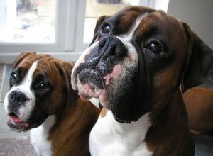 Saksalaiset koirarodut