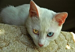 Mitkä ovat vanhimmat kissarodut?