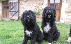 Mitä ovat vesikoirat ja mitä rotuja niihin kuuluu?