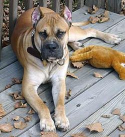 Historiallinen taistelukoira alano español