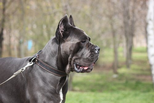 Millainen rotu on cane corso?