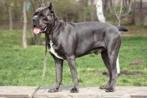 Millainen rotu on cane corso?