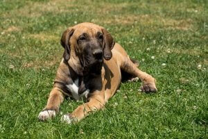 Molossikoira fila brasileiro