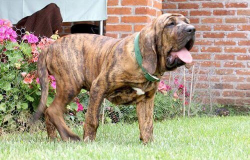 Millainen koira on fila brasileiro?